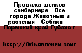 Продажа щенков сенбернара - Все города Животные и растения » Собаки   . Пермский край,Губаха г.